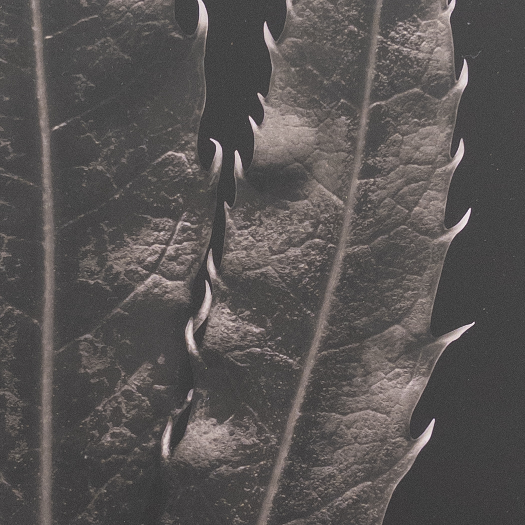 Julie Napoli 'Three Leaves' Signed Botanical Photograph