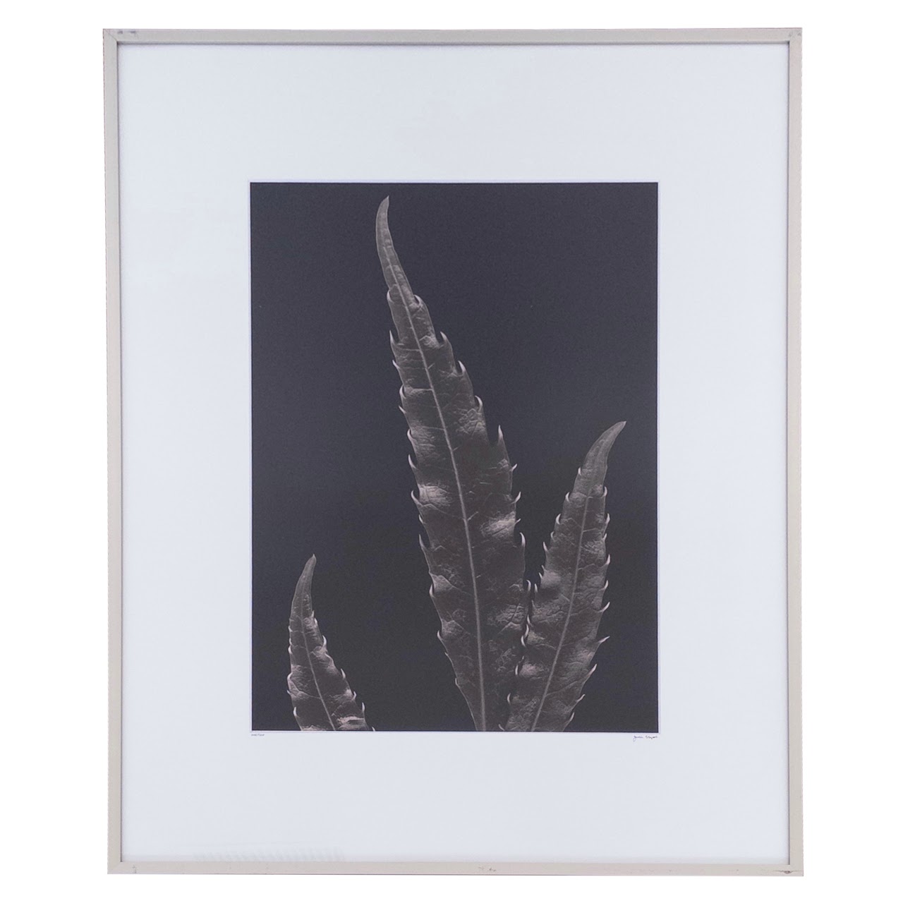 Julie Napoli 'Three Leaves' Signed Botanical Photograph