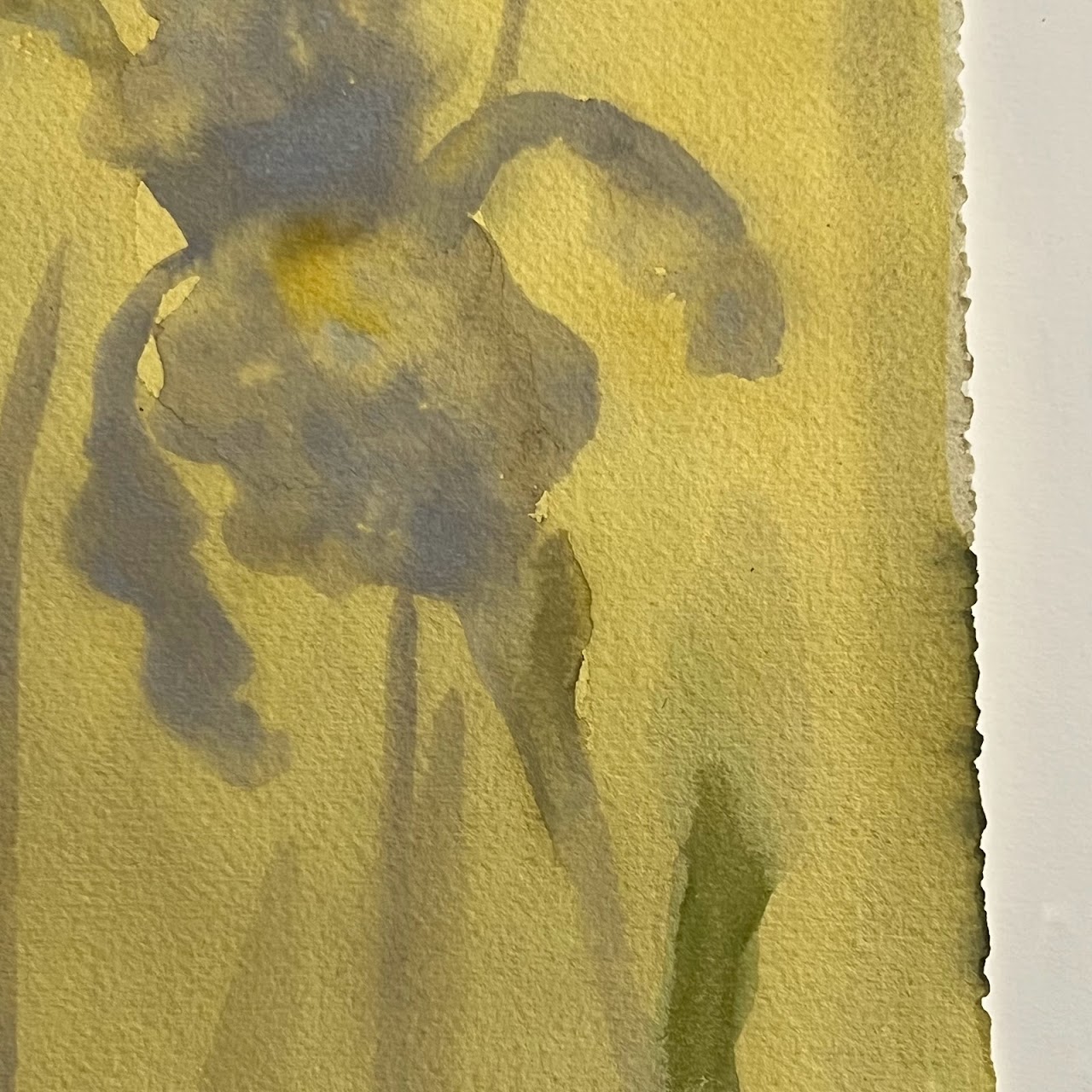Daniela Kamiliotis 'Iris' Watercolor Painting