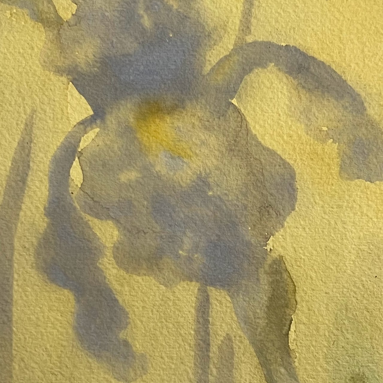 Daniela Kamiliotis 'Iris' Watercolor Painting