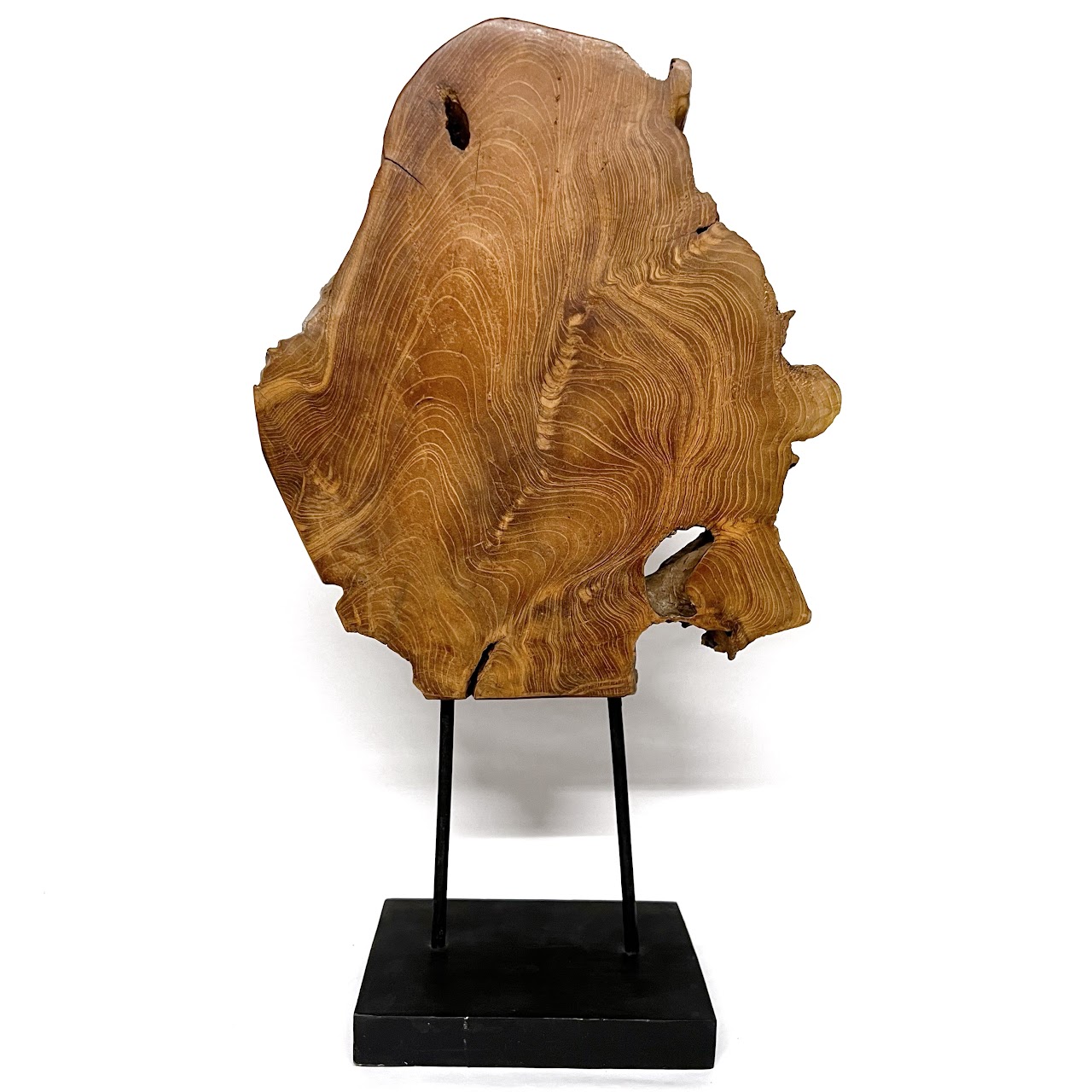 Teak Burl Slab Sculpture