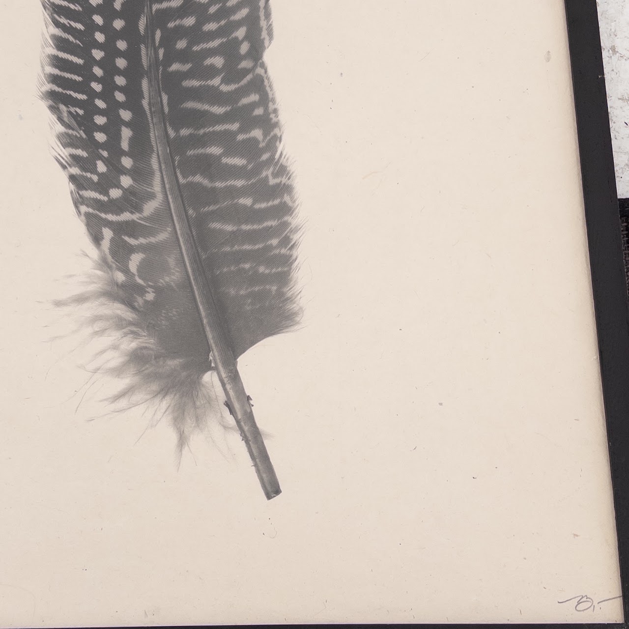 Signed 'Feather Study #5' Print