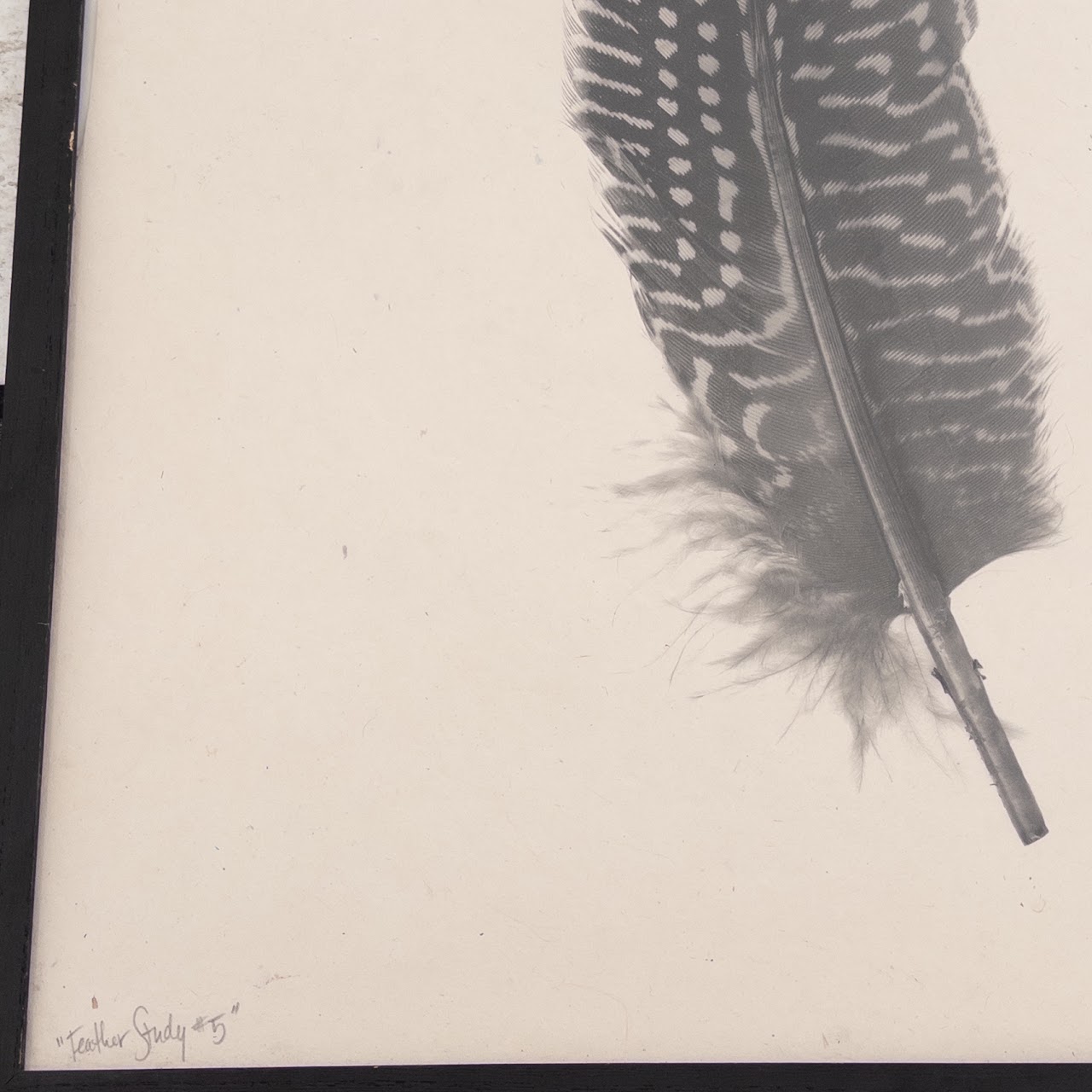 Signed 'Feather Study #5' Print