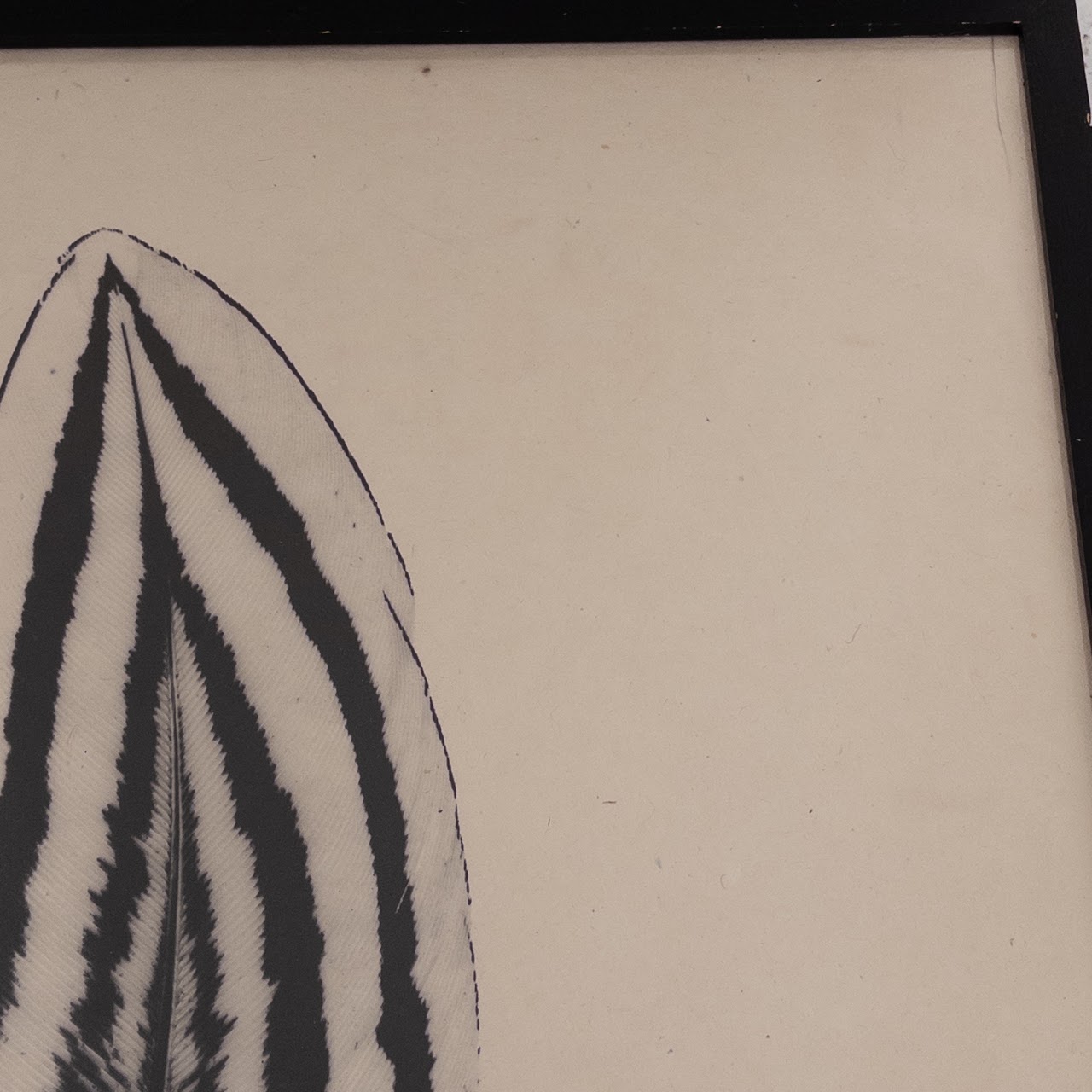 Signed 'Feather Study #2' Print