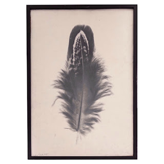 Signed 'Feather Study #3' Print