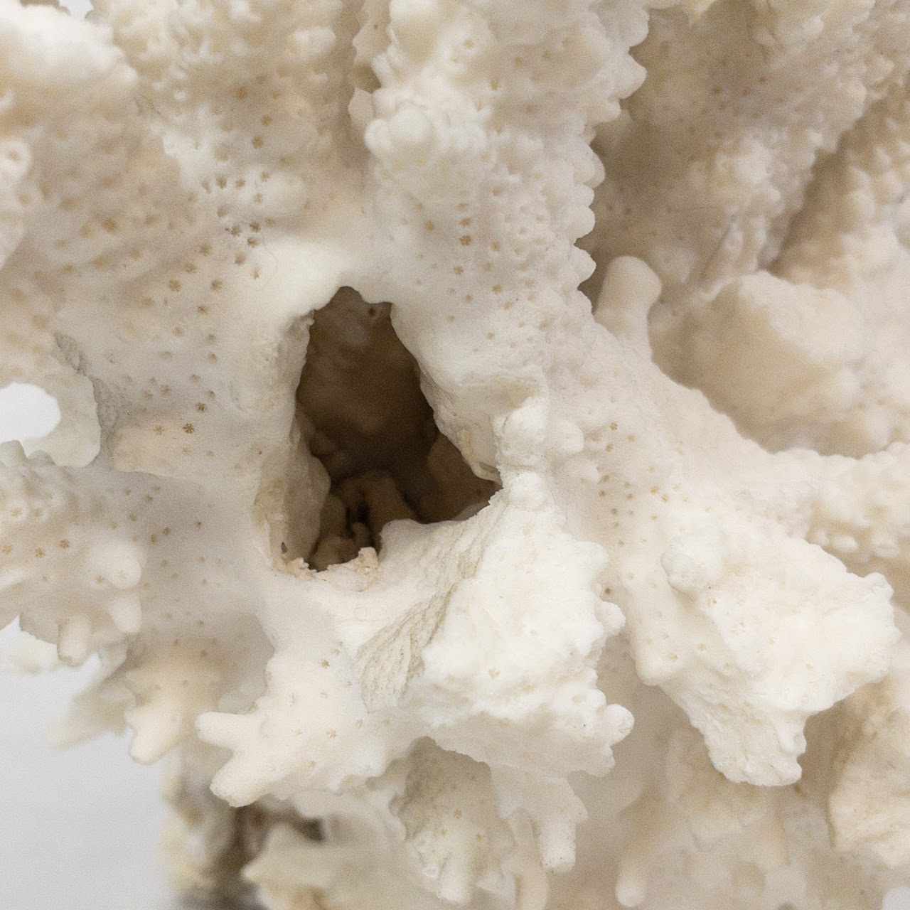 White Coral Specimen