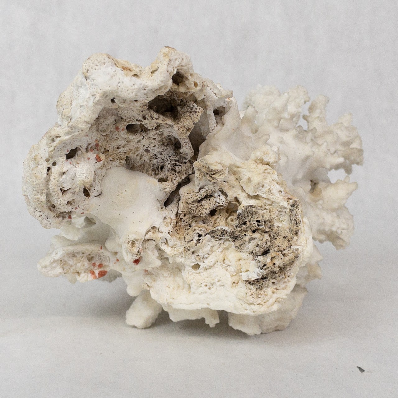 White Coral Specimen