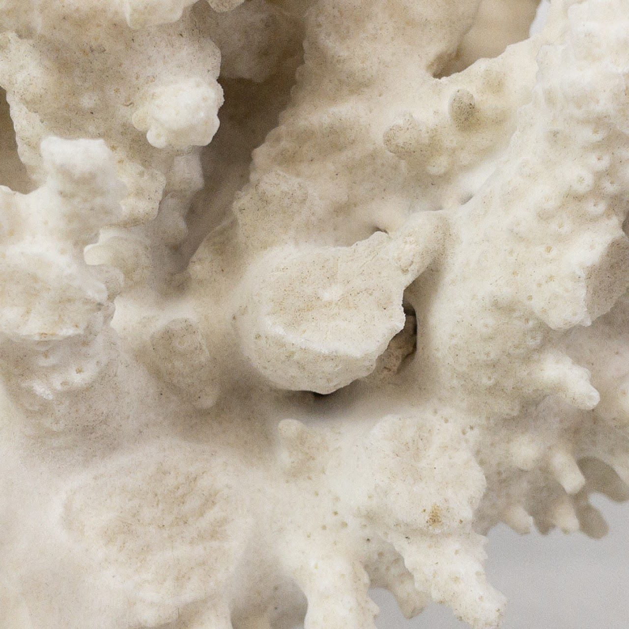 White Coral Specimen