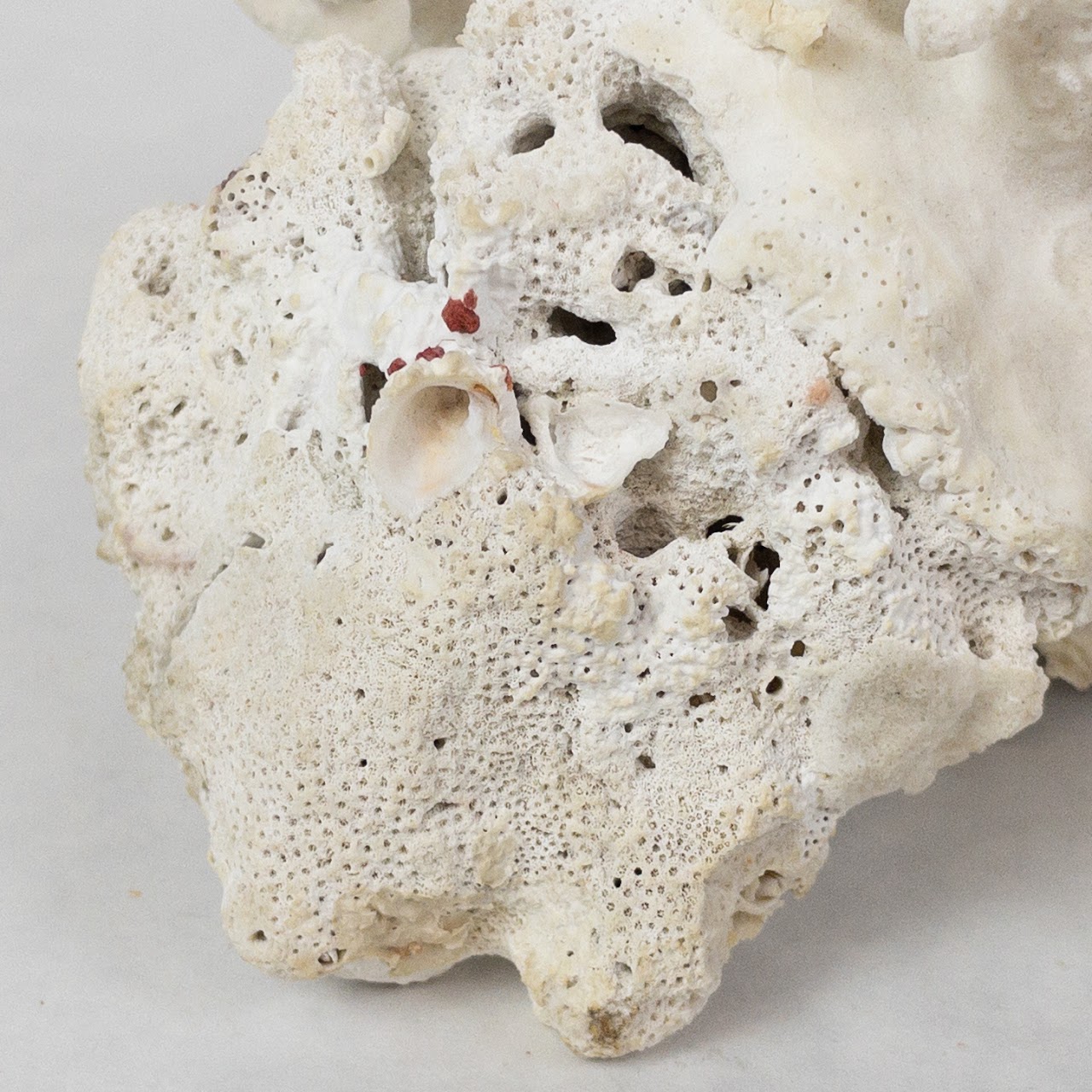 White Coral Specimen