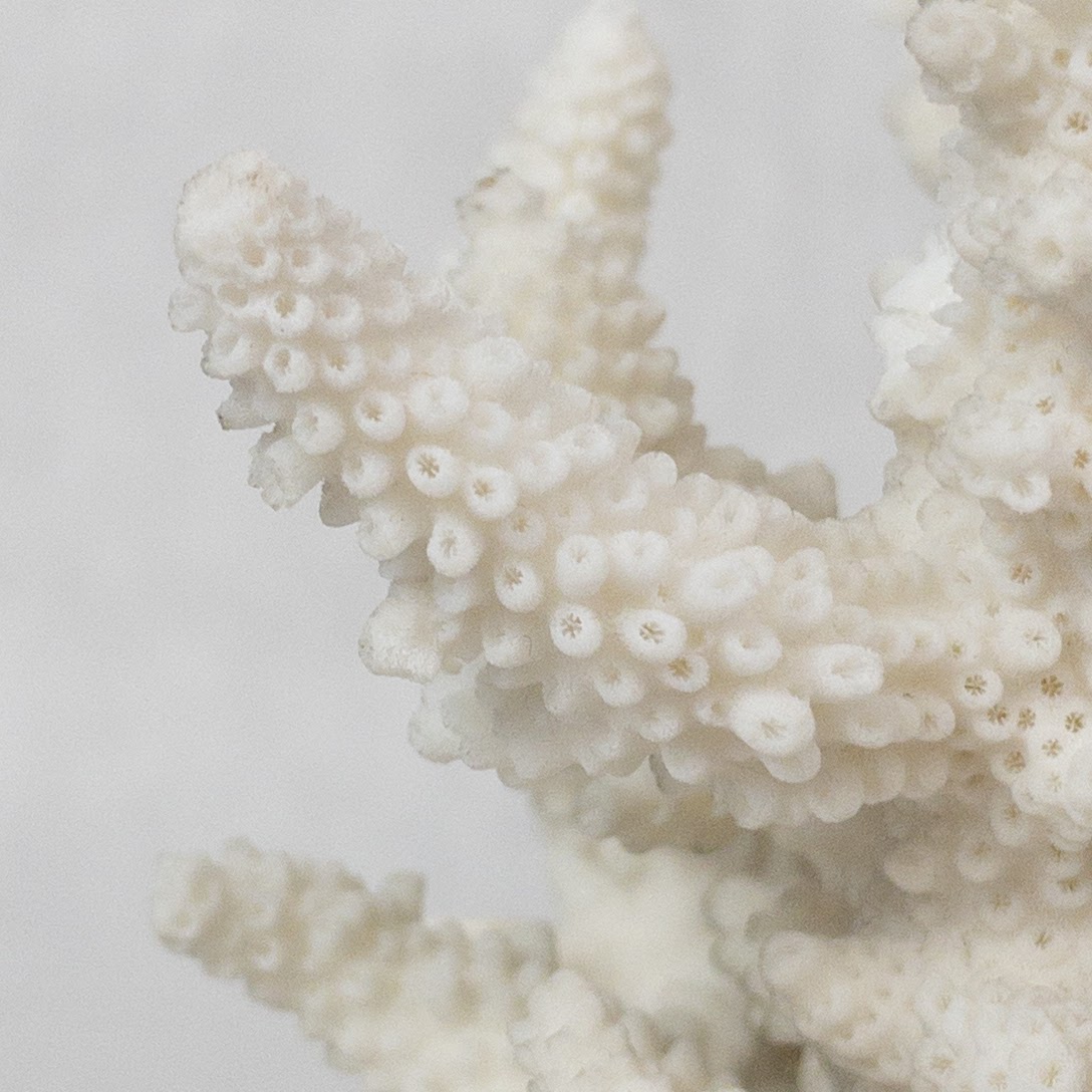 White Coral Specimen