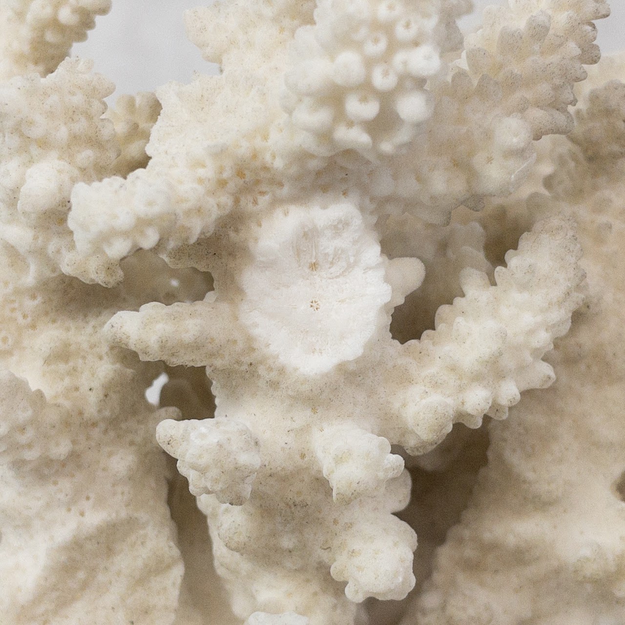 White Coral Specimen