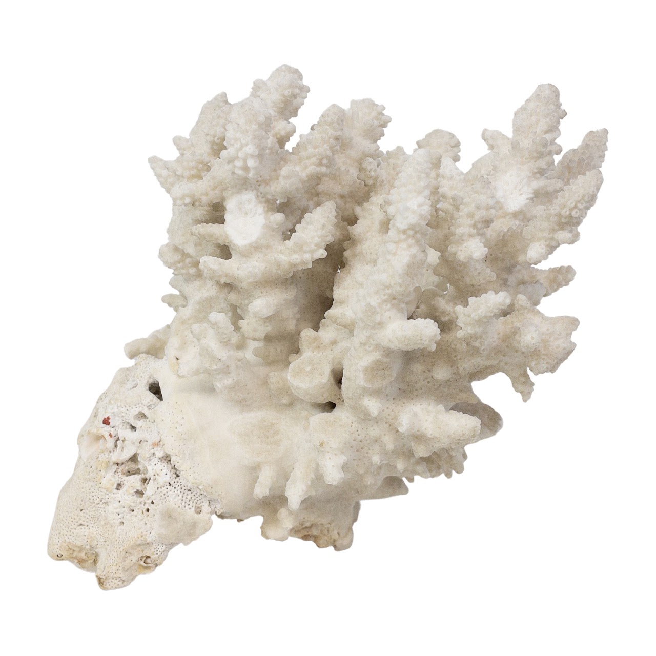 White Coral Specimen