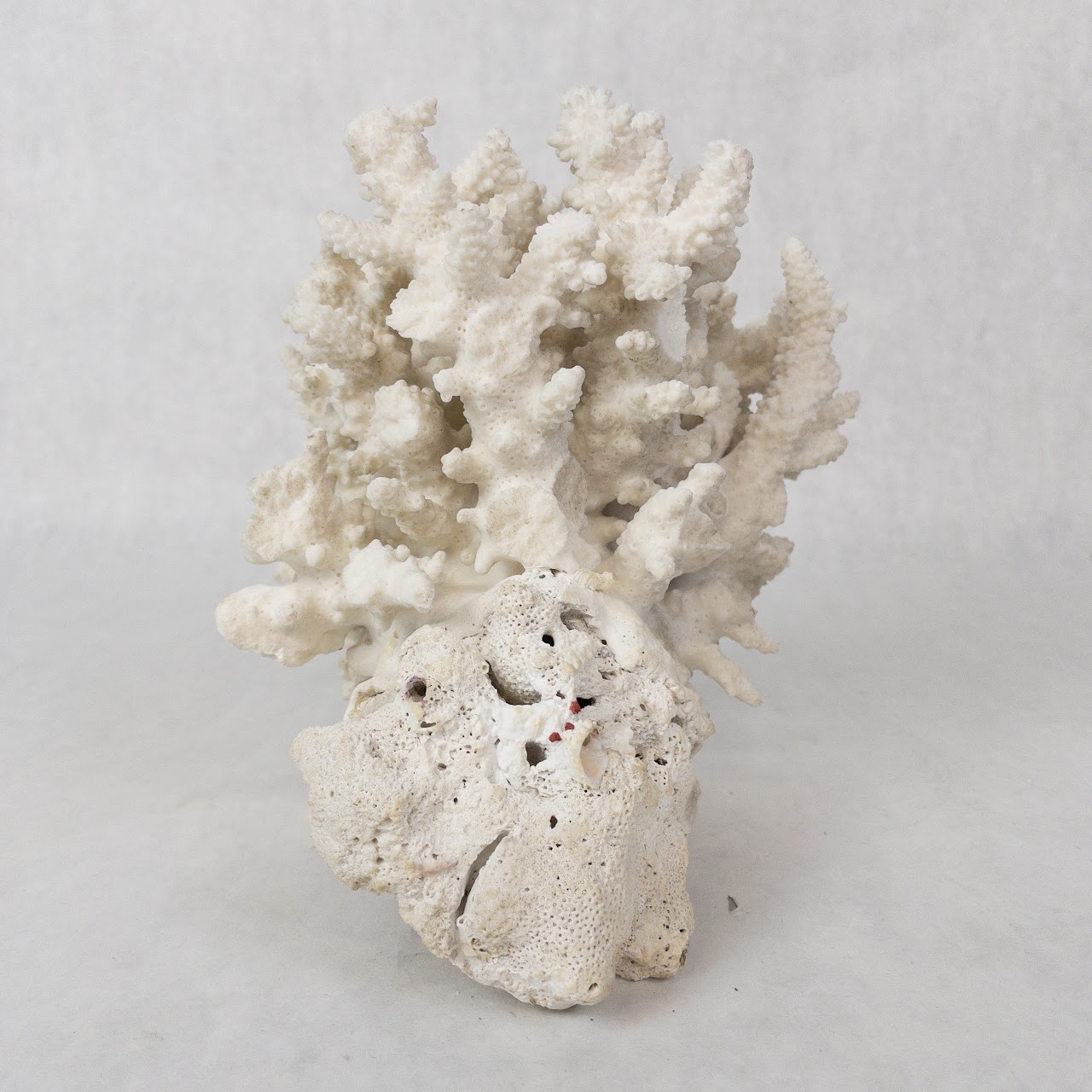 White Coral Specimen