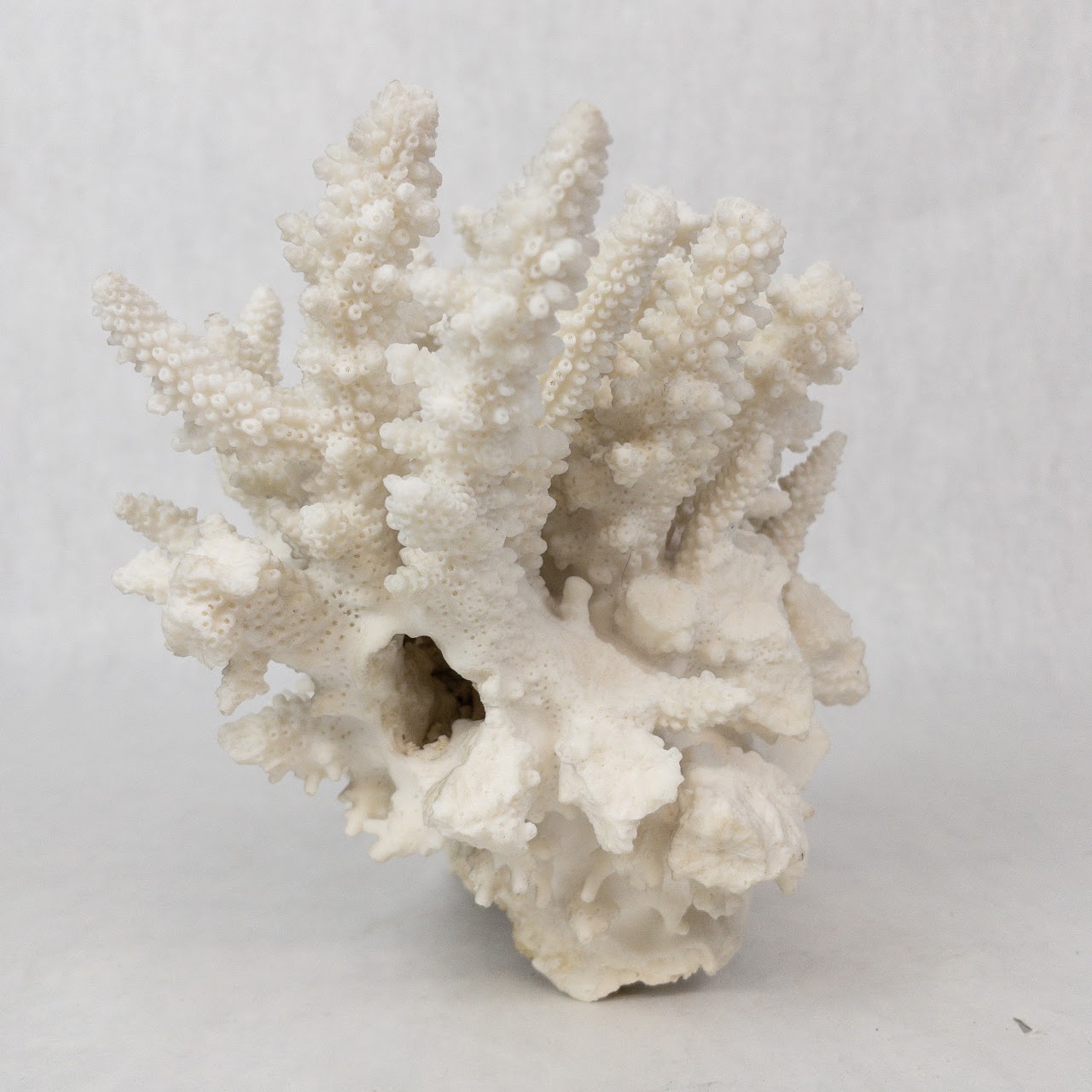 White Coral Specimen