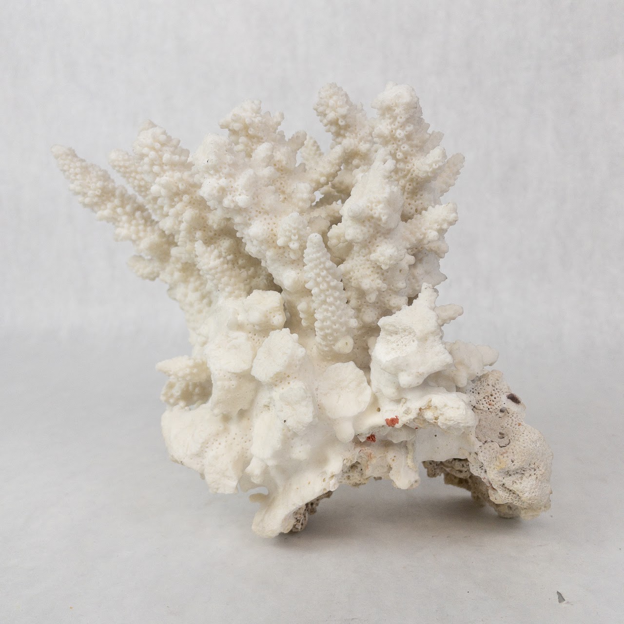 White Coral Specimen