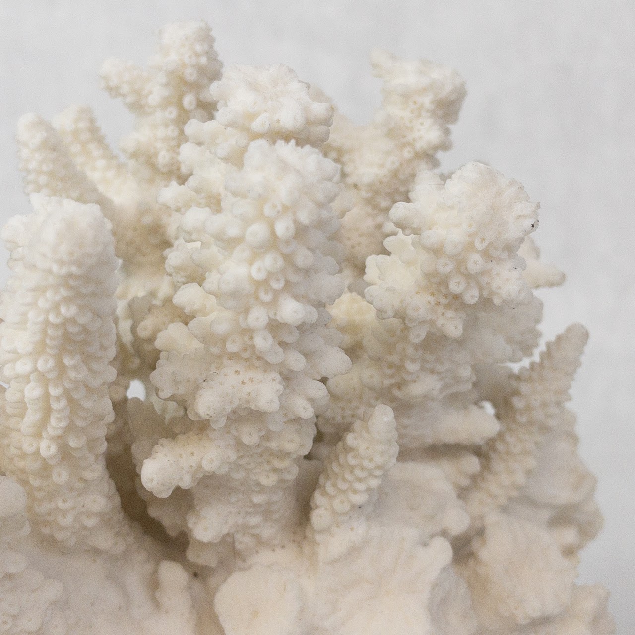 White Coral Specimen