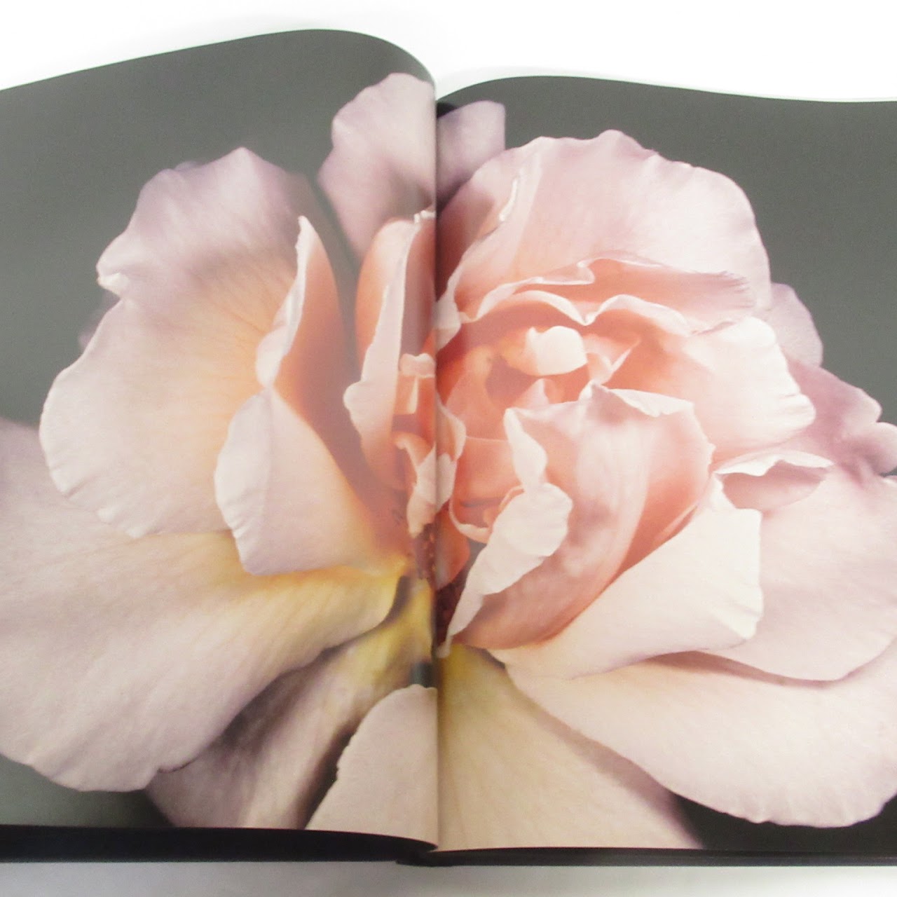 Visionaire 40 '40 Roses' David Sims Book