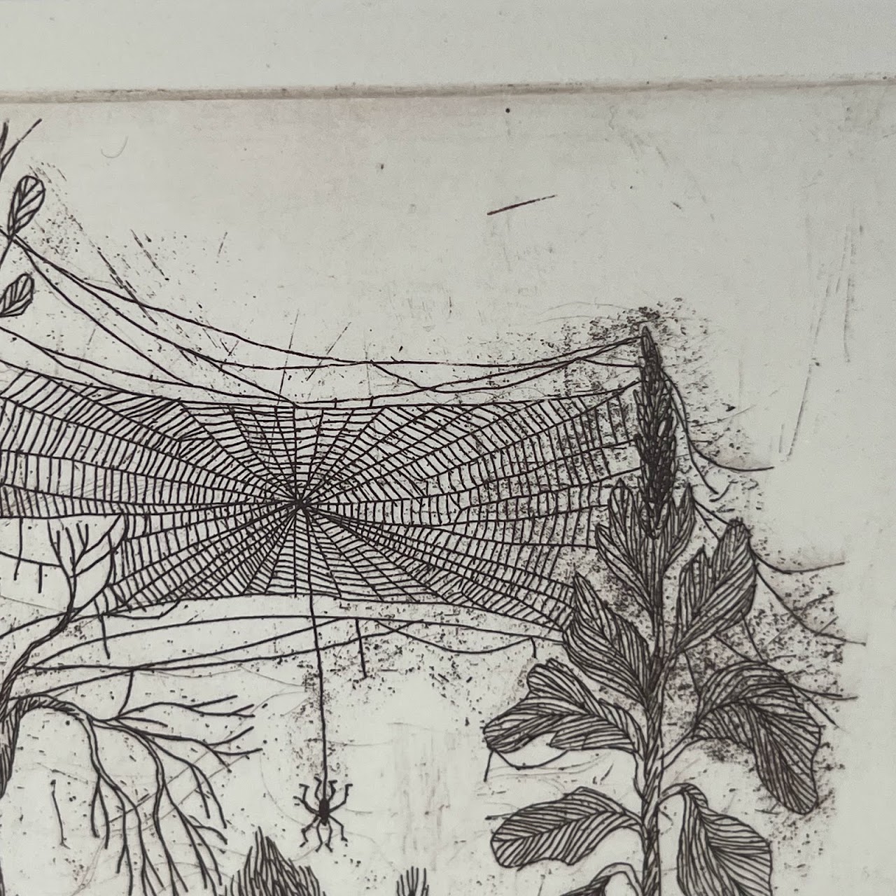 Peter Lasher Signed Botanical and Arachnid Etching