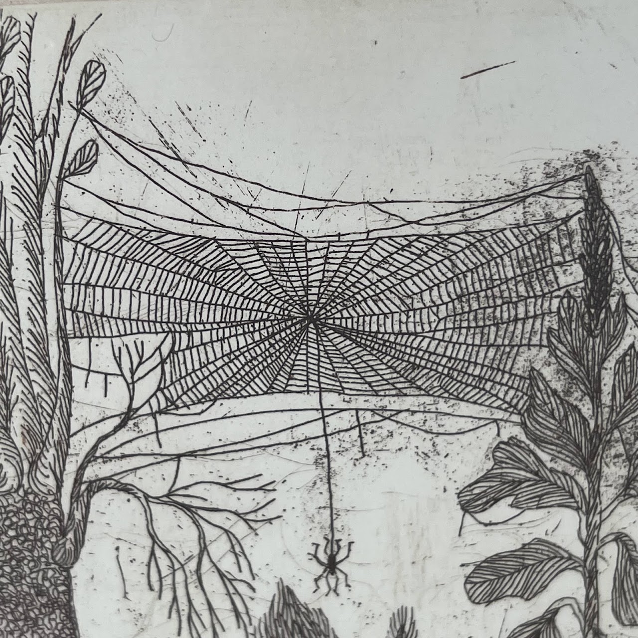 Peter Lasher Signed Botanical and Arachnid Etching