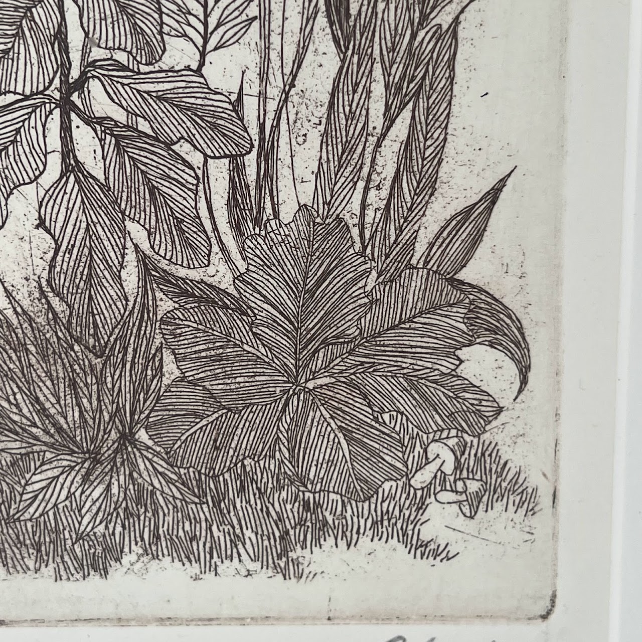 Peter Lasher Signed Botanical and Arachnid Etching