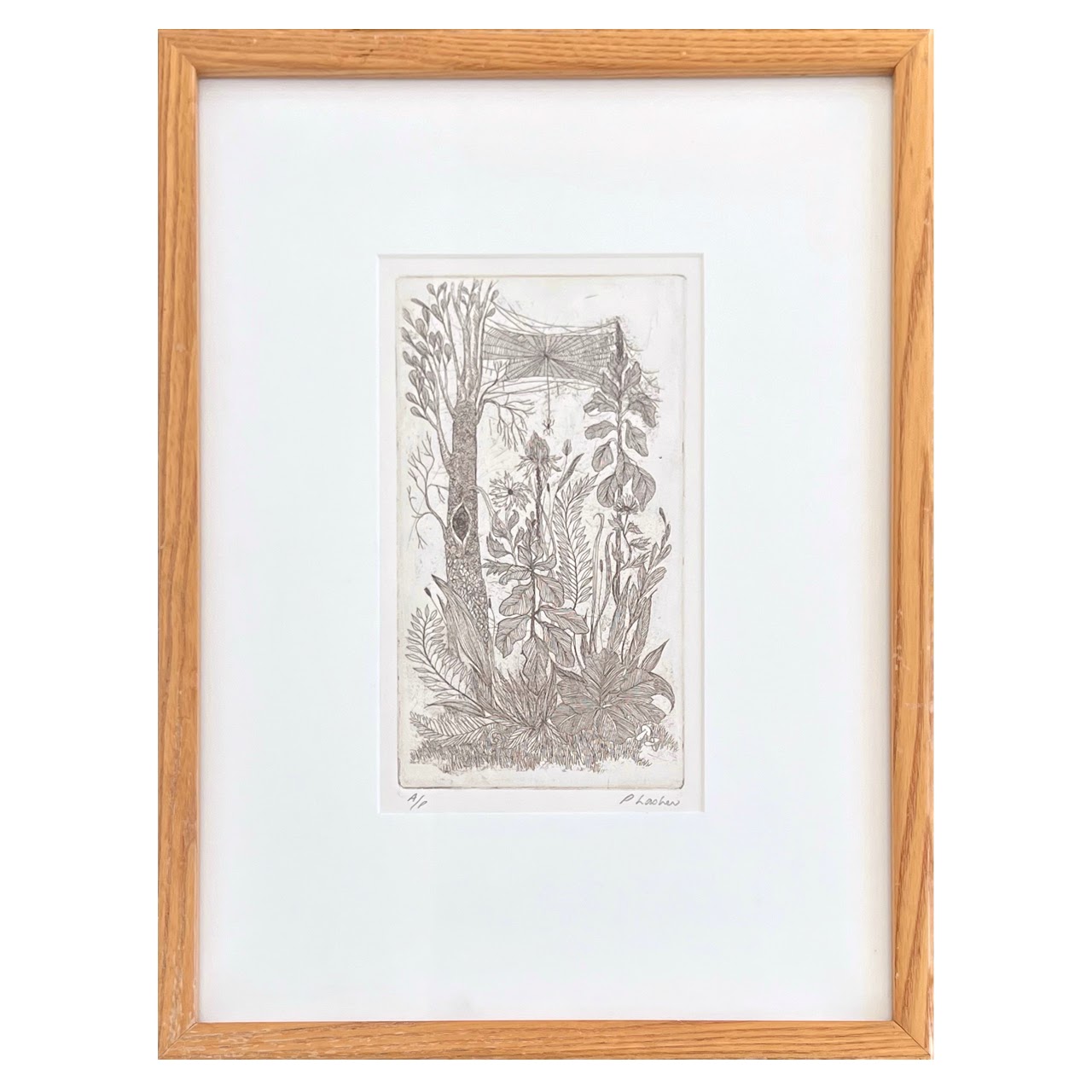 Peter Lasher Signed Botanical and Arachnid Etching