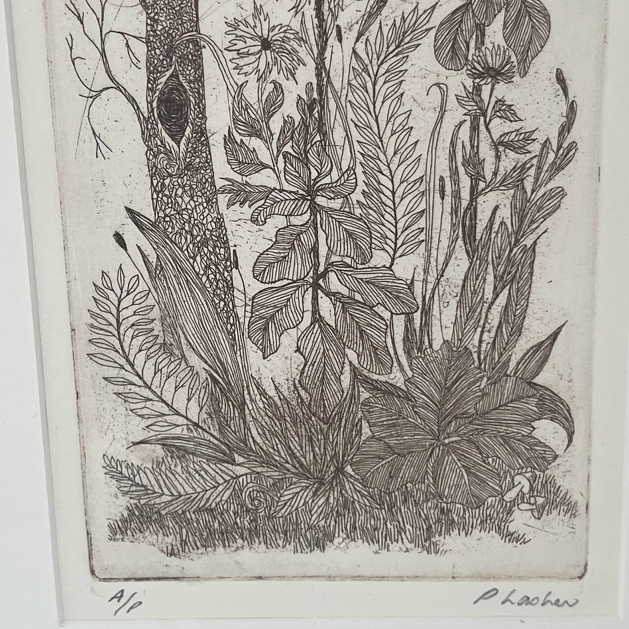 Peter Lasher Signed Botanical and Arachnid Etching