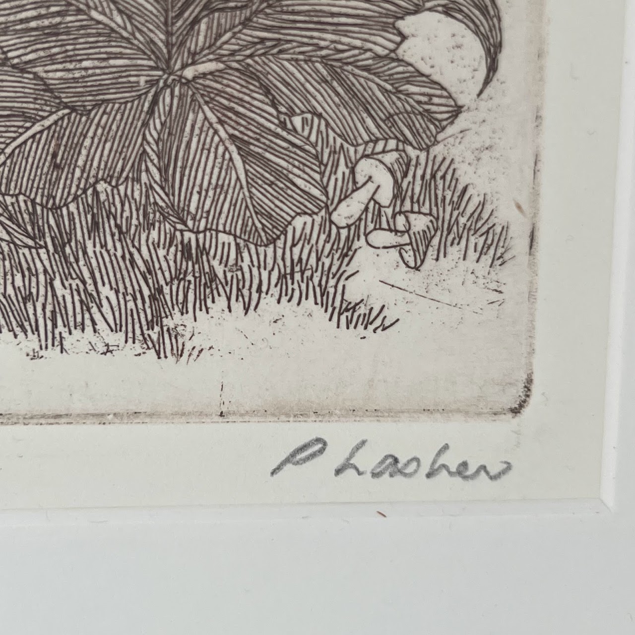 Peter Lasher Signed Botanical and Arachnid Etching