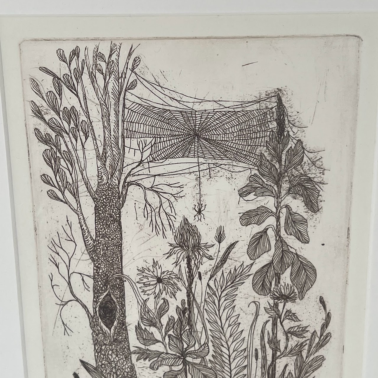 Peter Lasher Signed Botanical and Arachnid Etching