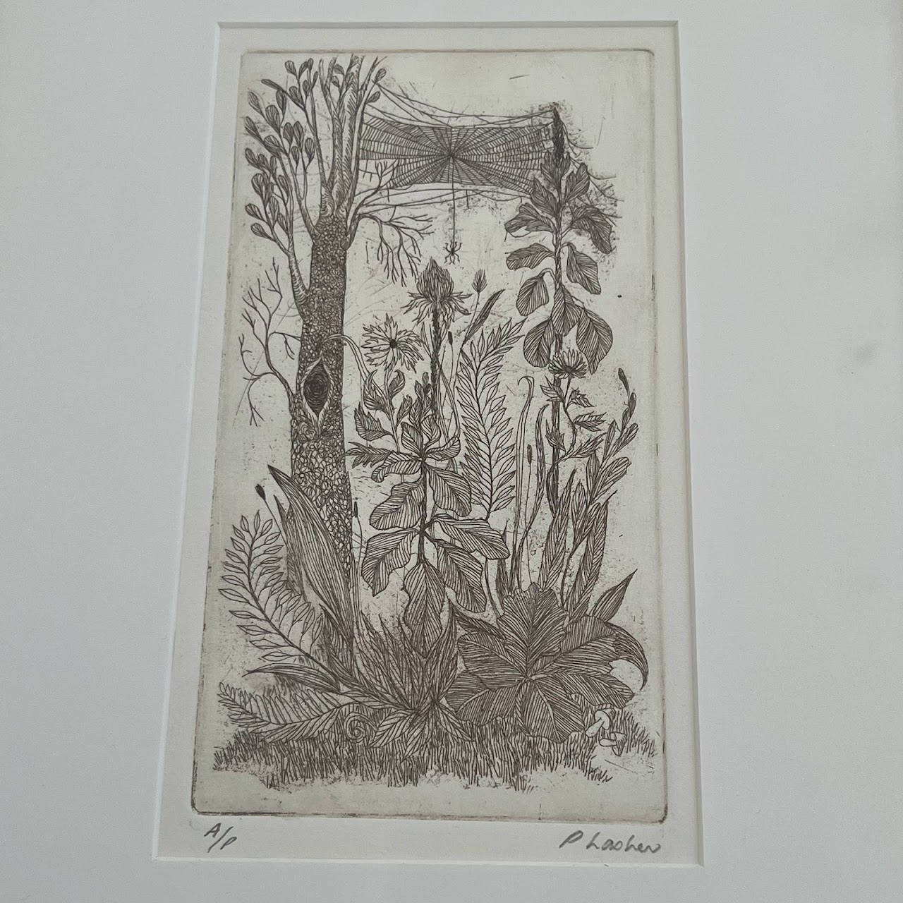 Peter Lasher Signed Botanical and Arachnid Etching