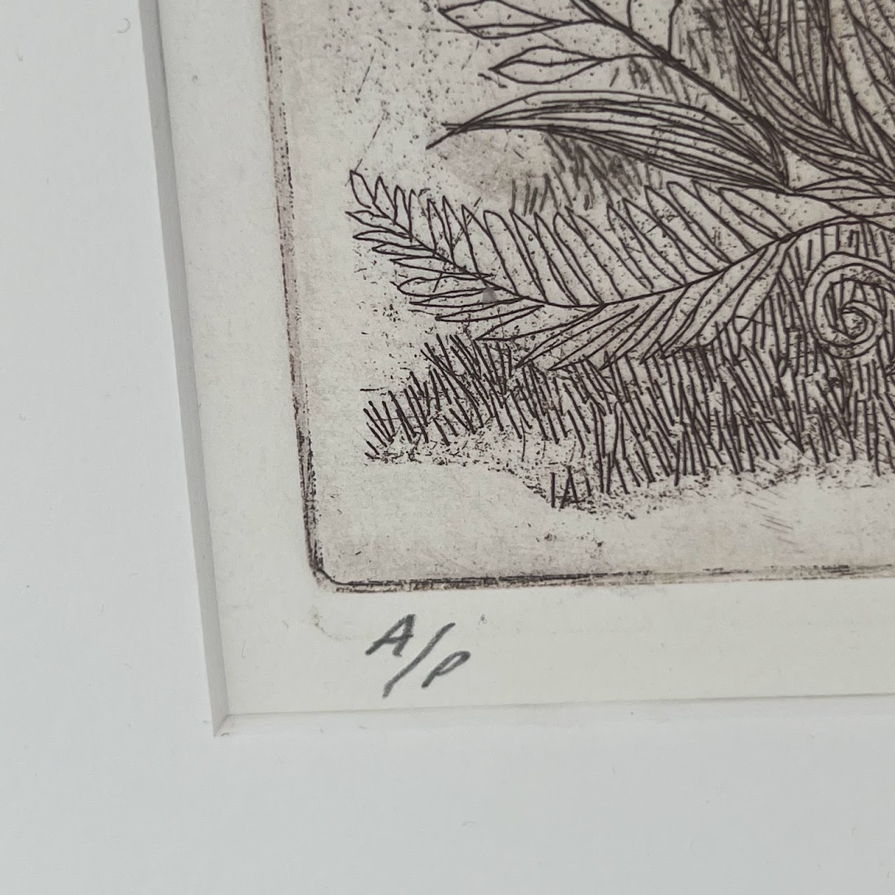 Peter Lasher Signed Botanical and Arachnid Etching