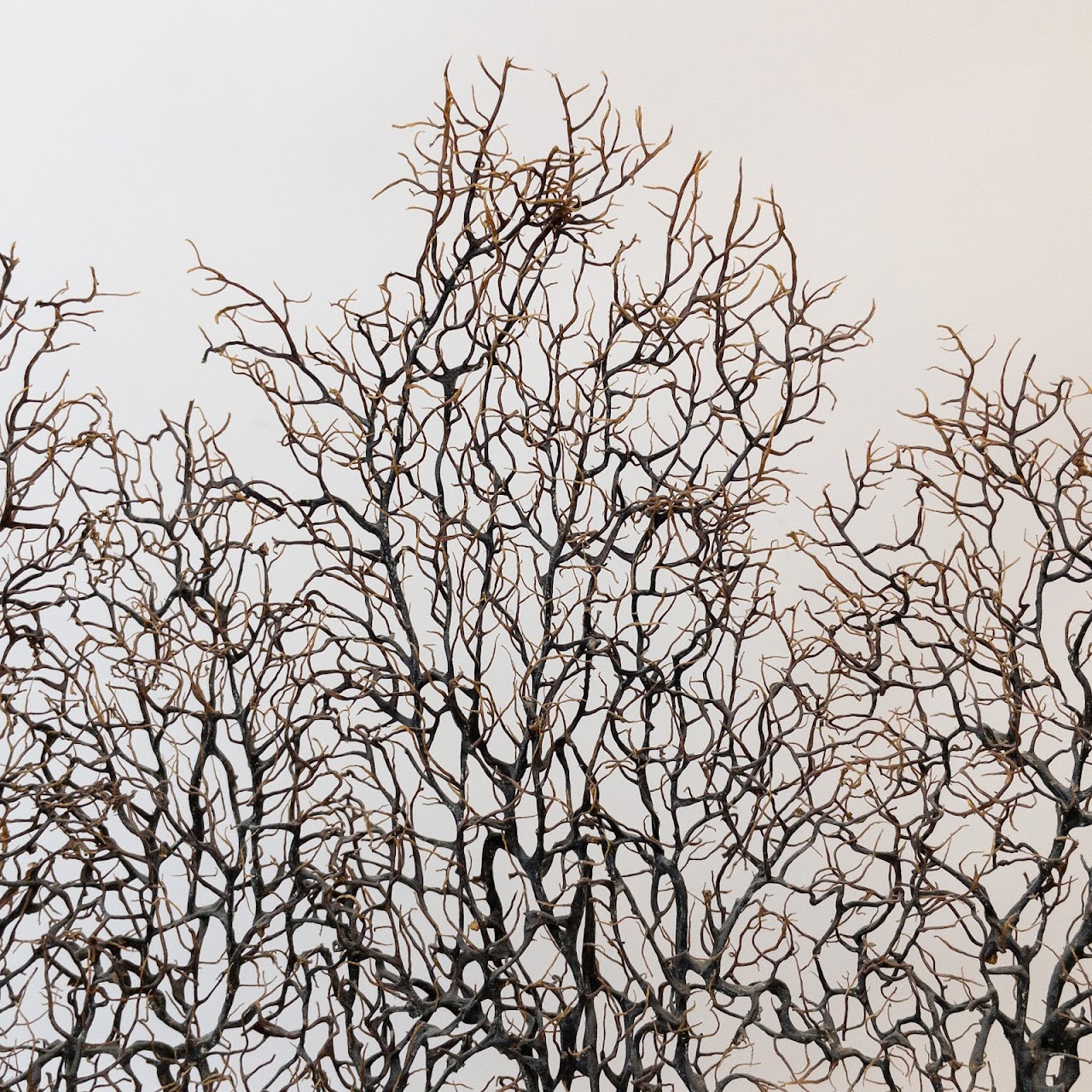 Coral Sea Fan On Coral Base