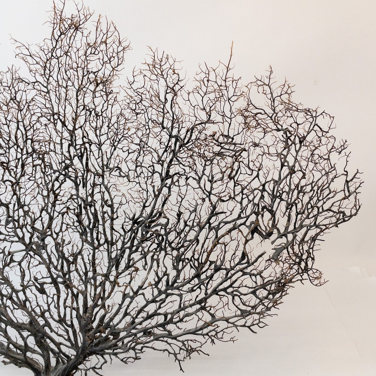 Coral Sea Fan On Coral Base