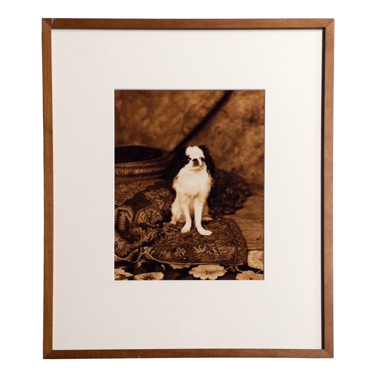 Sepia Japanese Chin Photograph