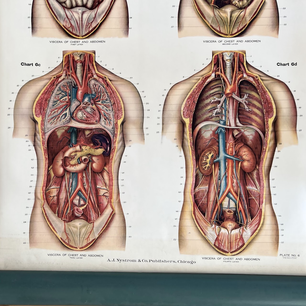 American Frohse Max Brodel Thoracic and Abdominal Viscera Anatomy Chart, 1918