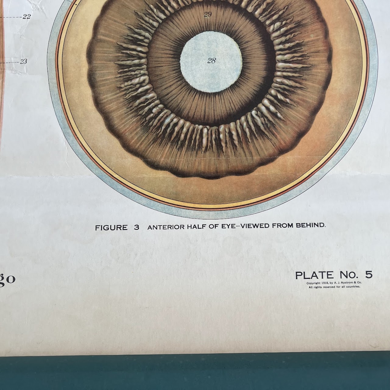 American Frohse Max Brodel Eye-Ear Anatomy Chart, 1918