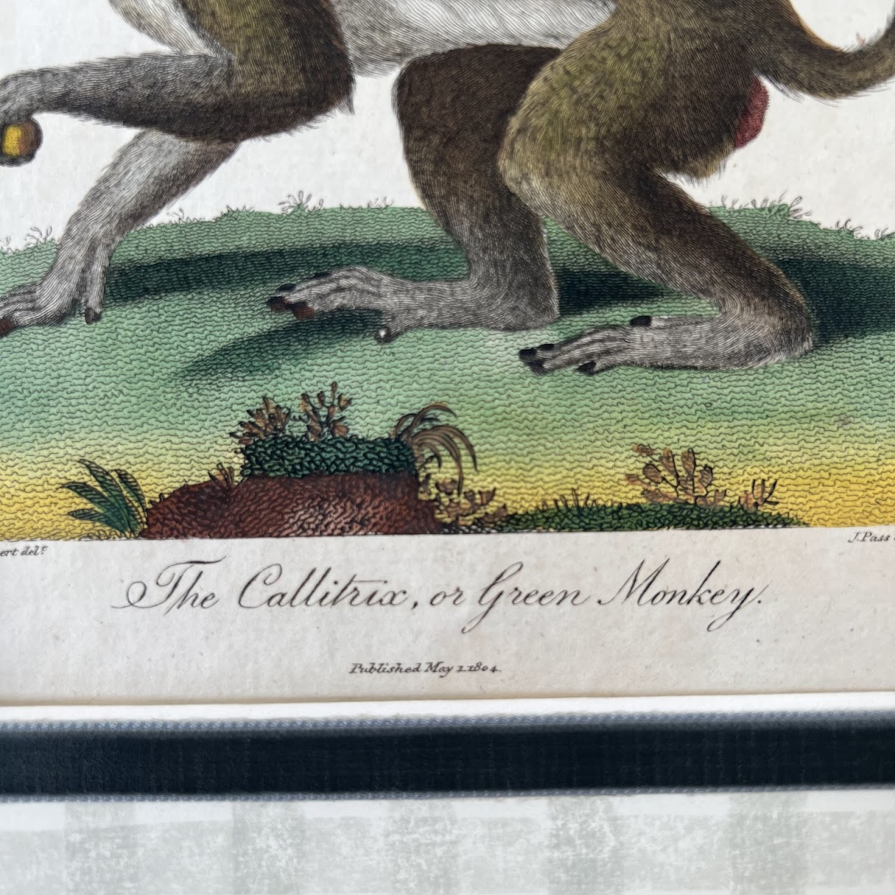 Early 19th C. Hand Colored Engraving 'The Callitrex, or Green Monkey'