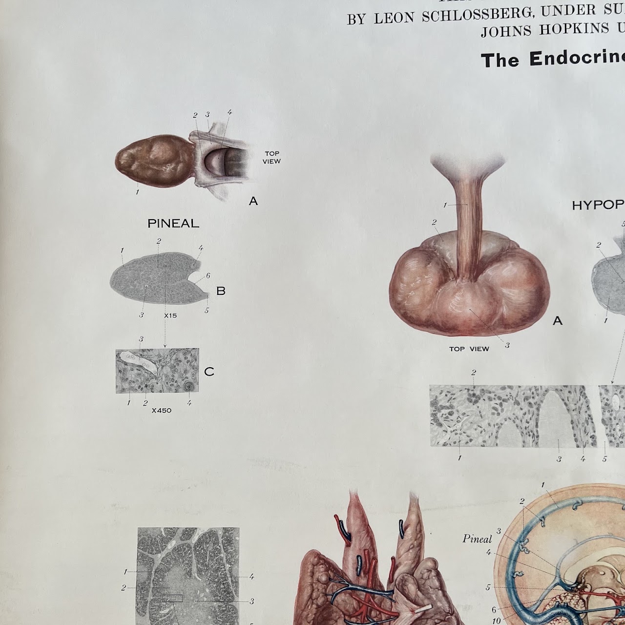 American Frohse Max Brodel Endocrine Glands Anatomy Chart, 1939