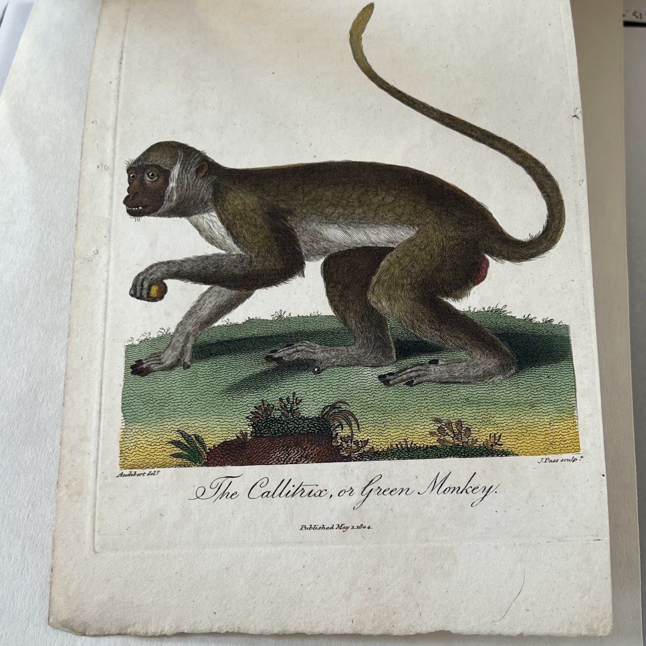 Early 19th C. Hand Colored Engraving 'The Callitrex, or Green Monkey'