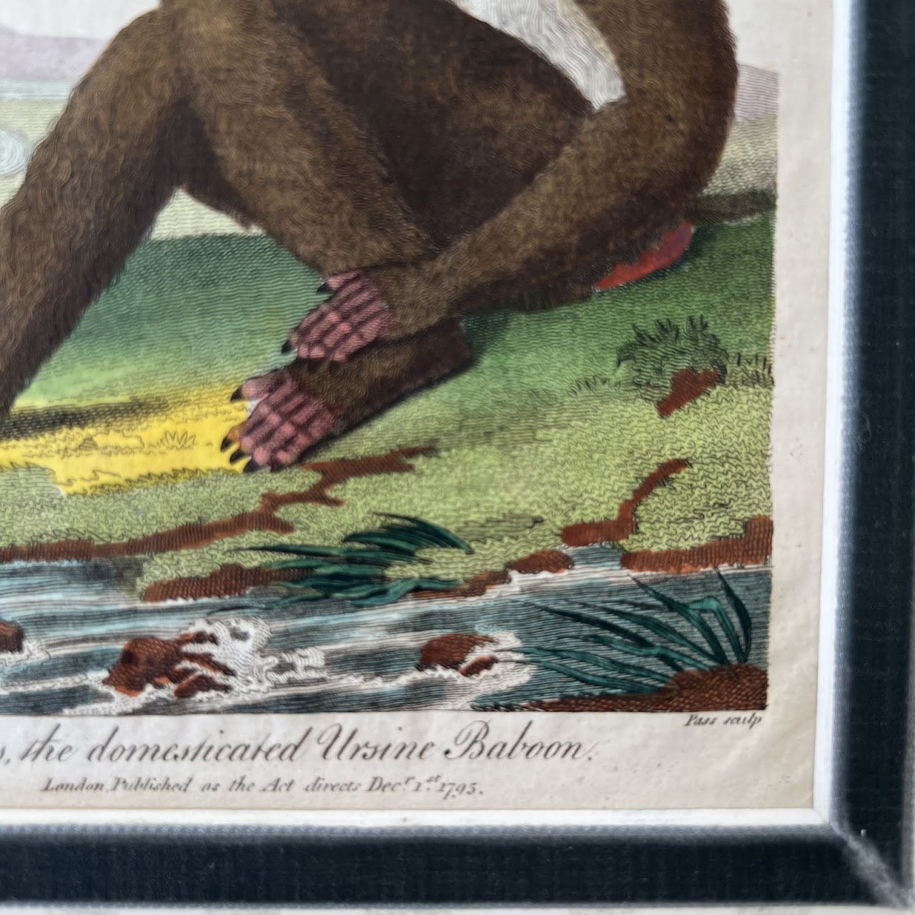 18th C. Hand Colored Engraving 'Kees, the Domesticated Ursine Baboon'