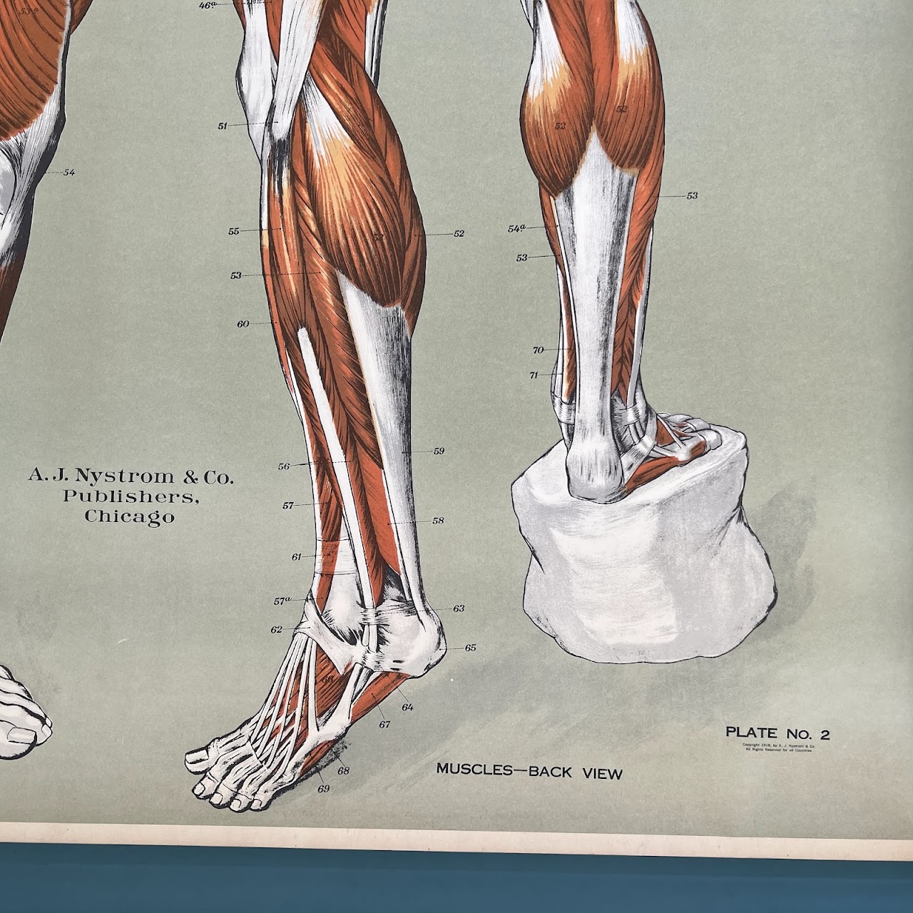 American Frohse Max Brodel Muscular System Anatomy Chart, 1918