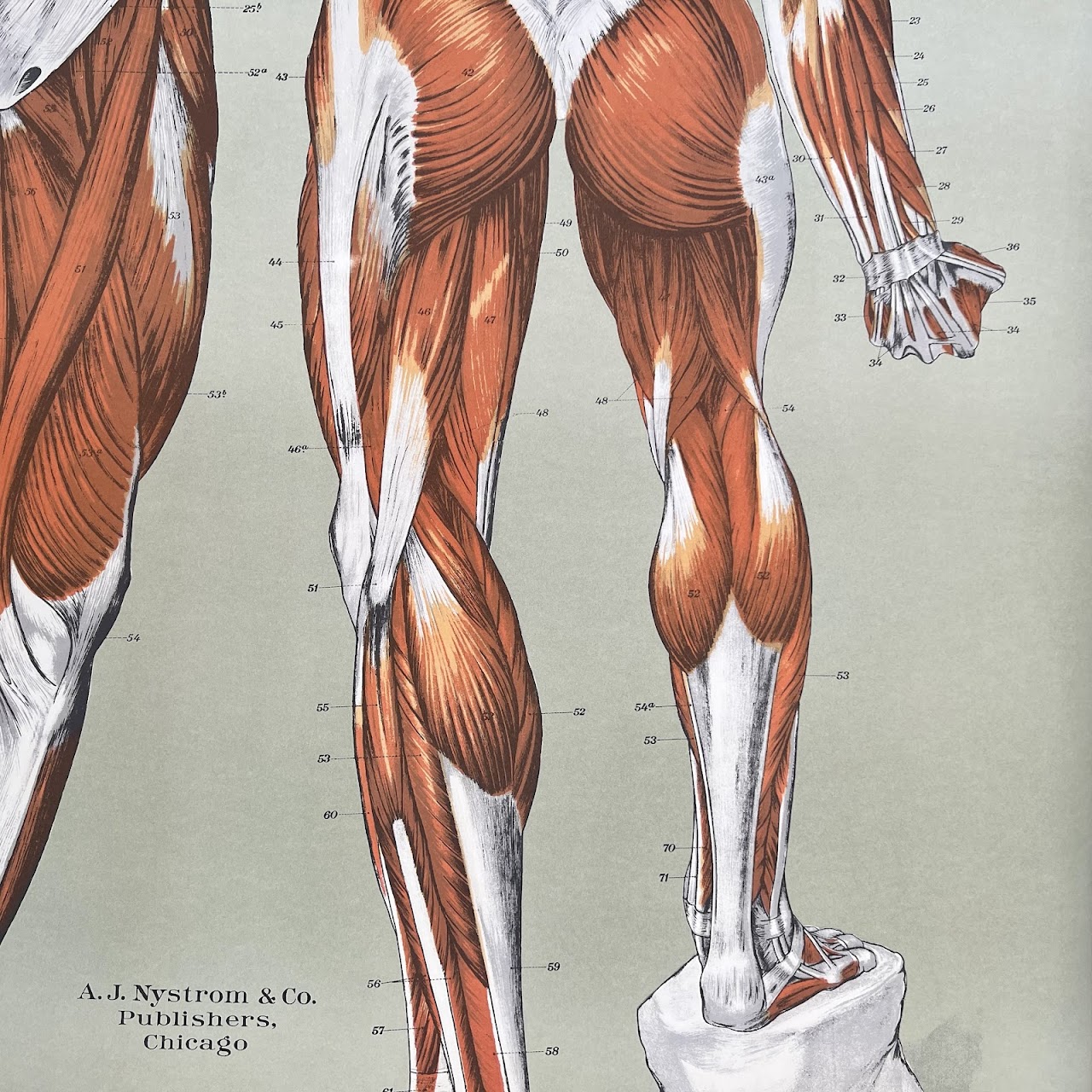 American Frohse Max Brodel Muscular System Anatomy Chart, 1918