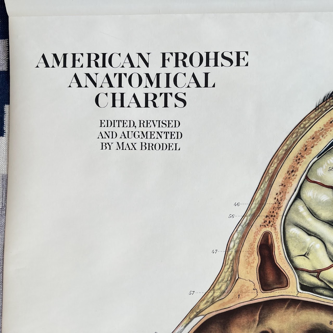 American Frohse Max Brodel Head and Neck Anatomy Chart, 1918
