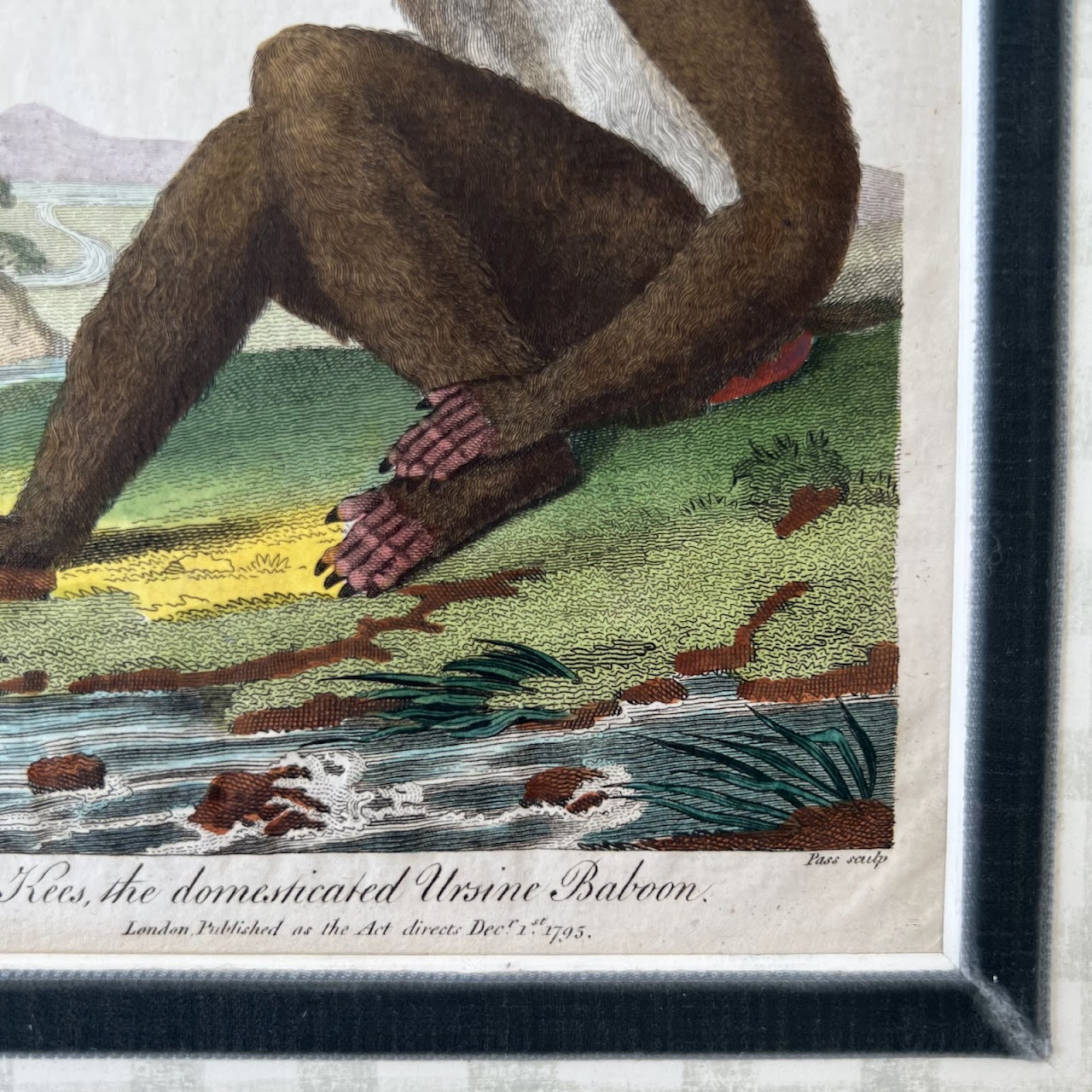 18th C. Hand Colored Engraving 'Kees, the Domesticated Ursine Baboon'