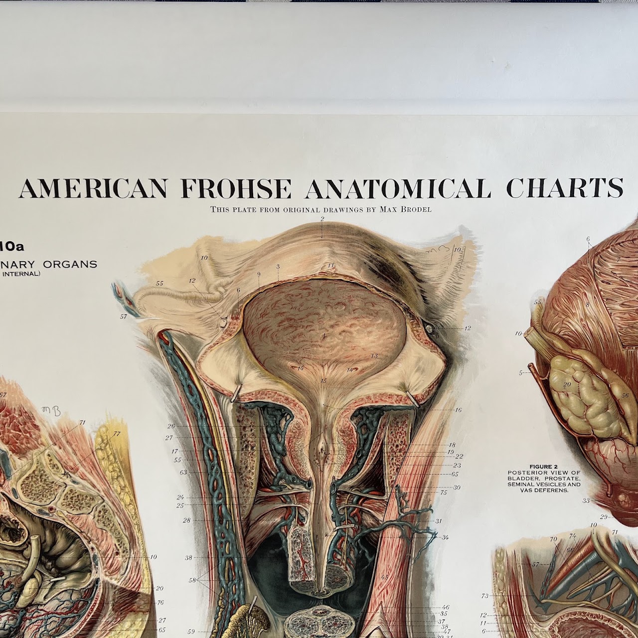 American Frohse Max Brodel Male Pelvis-Female Pelvis Anatomy Chart, 1918