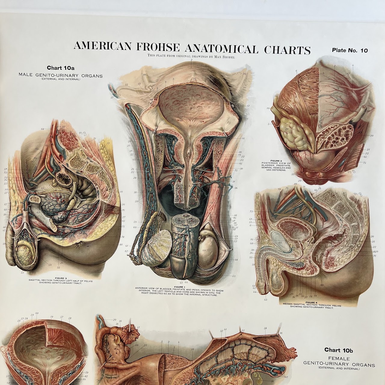 American Frohse Max Brodel Male Pelvis-Female Pelvis Anatomy Chart, 1918