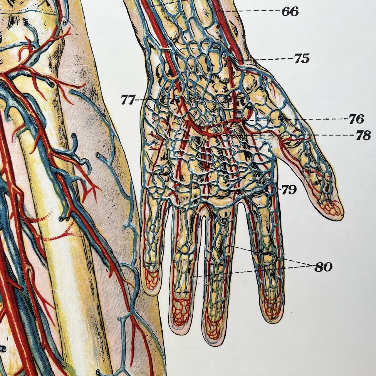 American Frohse Max Brodel Nervous & Circulatory Systems Anatomy Chart ...