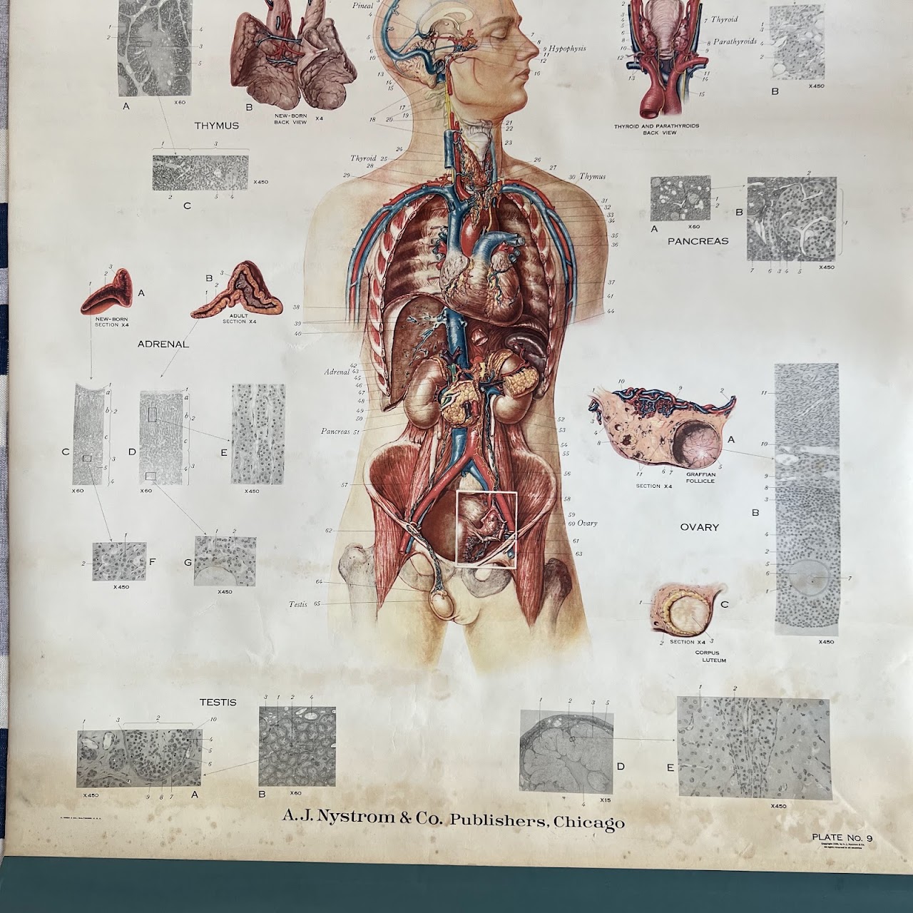 American Frohse Max Brodel Endocrine Glands Anatomy Chart, 1939
