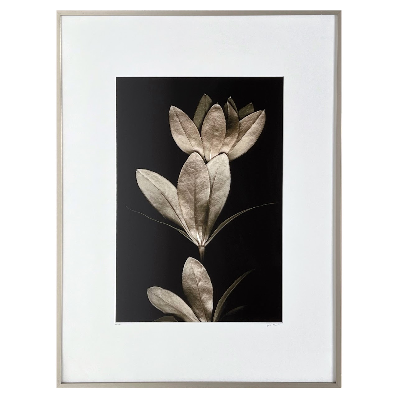 Julie Napoli 'Groundcover' Signed Botanical Photograph