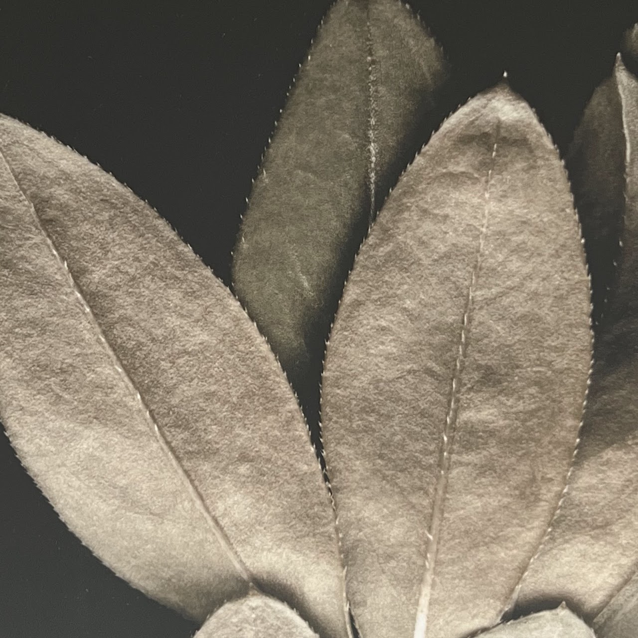 Julie Napoli 'Groundcover' Signed Botanical Photograph