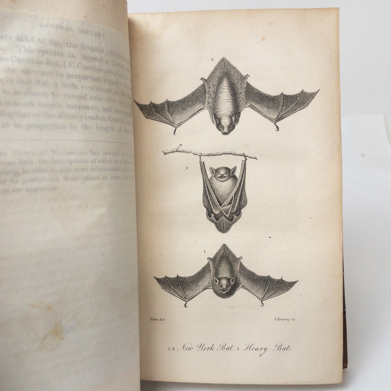 American Natural History Three Volume Book Set, John D. M.D.  Godman. 1826